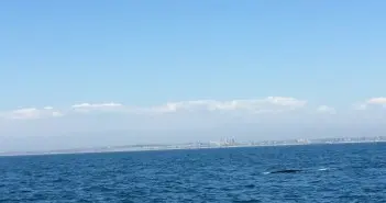 Whale Watching
