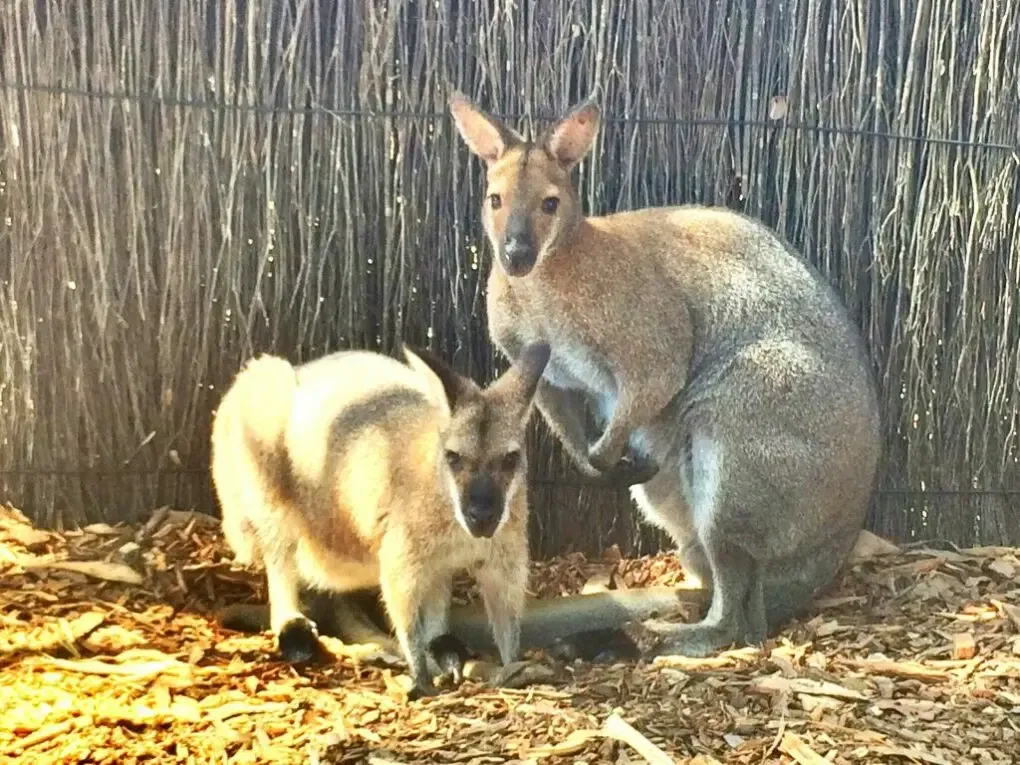 16088500890_e17a092cb0_o