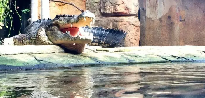 WILD LIFE Sydney Zoo – Australiens Tierwelt mitten in der City