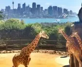 Taronga Zoo – Beneidenswerte Aussicht der Giraffen