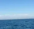 Whale Watching