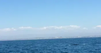 Whale Watching