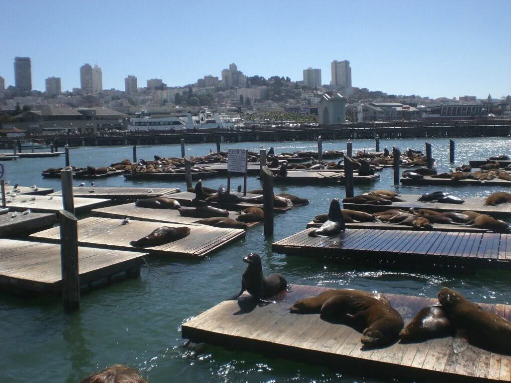 Seelöwenkolonie am Pier 39