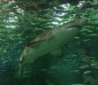 Sydney Sealife Aquarium – Haie, Seekühe und Nemo